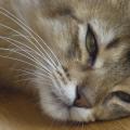 20110410ROEER_0584.jpg